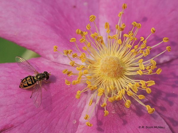 pollinators