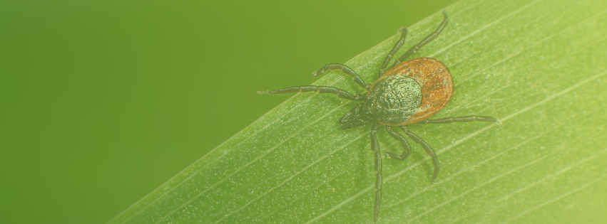 Tick Banner