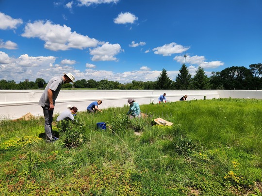 SMC Staff at Green Roof Clean-up