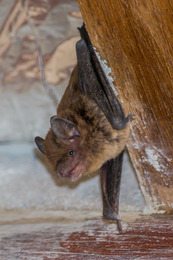 Bat in house