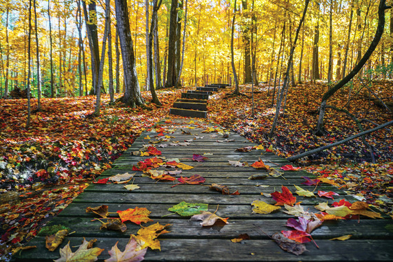 September forest Preserve Image Woods