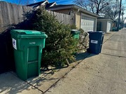 Holiday tree collection