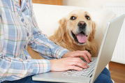 Online pet license registration