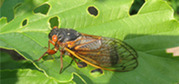 Periodic cicada