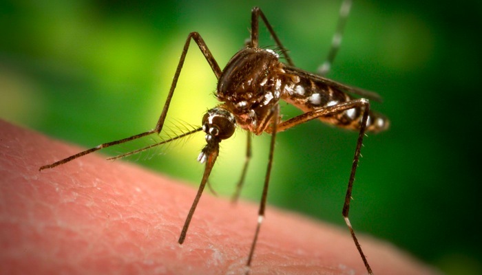 Mosquito bites can lead to West Nile Virus