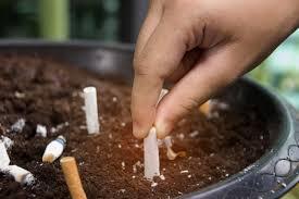 Cigarettes in planters