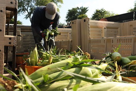 Corn at the Oak Park Farmers Market