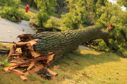 Tree storm damage