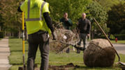 Parkway tree planting in Oak Park as Rob Sproule and Grant Jones look on