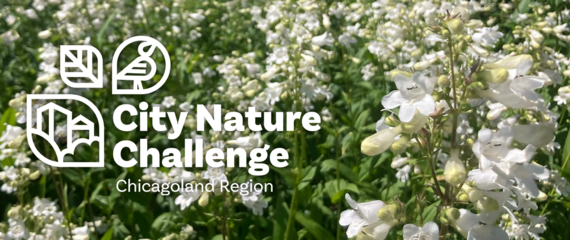 City Nature Challenge graphic