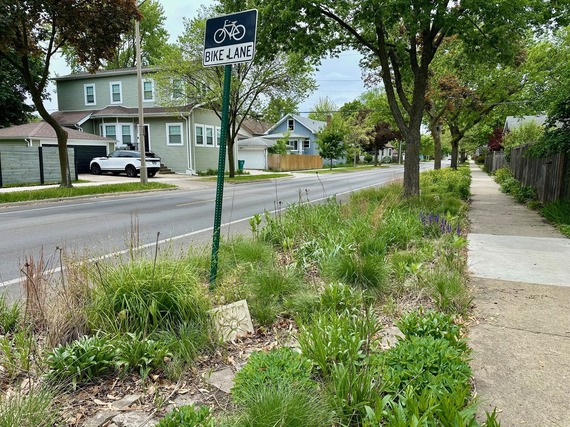 Native plants in parkway in Oak Park