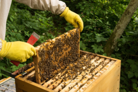 beekeeping