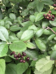 Native tree example via Native Tree and Shrub Sale with West Cook Wild Ones