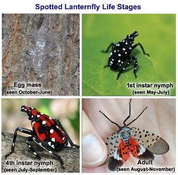 Spotted lanternfly graphic