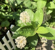 Native tree sale image