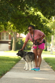Dog on leash in Oak Park