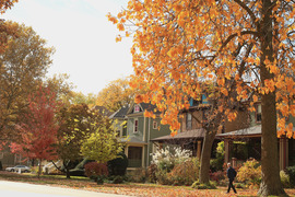 Colorful fall leaf foliage on an Oak Park residential street