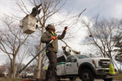 Tree pruning in Oak Park performed by Forestry Division employees