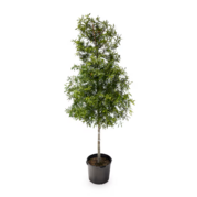 Oak tree in 10-gallon container