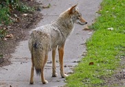 Coyote on a sidewalk