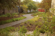 Rain garden at Public Works Center