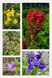 Examples of native plants available through the West Cook Native Plant Sale.