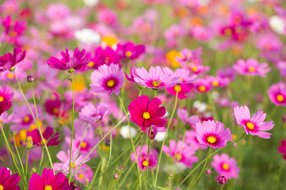 pink flower field