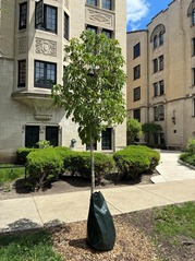 Tree planted during the Village's spring tree planting in 2026.