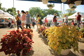 Plants for sale at the Oak Park Farmers' Market