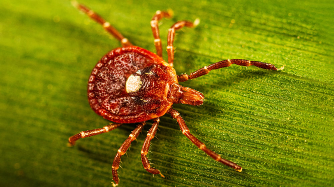 Lone Star tick
