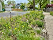 Native garden in a parkway in Oak Park.