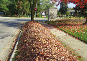 Leaf collection pile