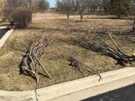 A tidy brush pile