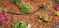 drip irrigation