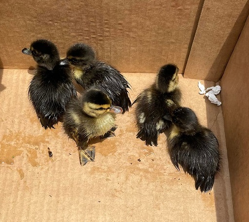 ducklings crop