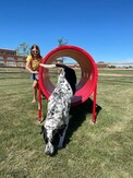 dog jumping through obstacle