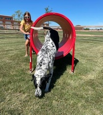 dog jumping through obstacle