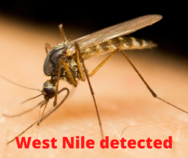 west nile mosquito