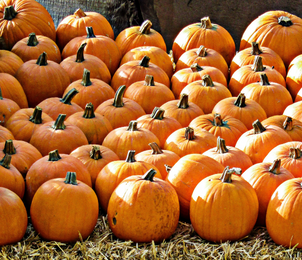 group of orange pumpkins