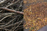 brush and leaf collection 