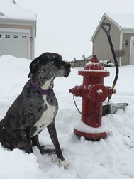 fire hydrant snow shovel plus dog