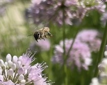 Pollinator garden