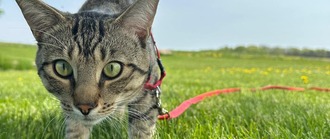cat on a leash