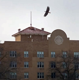 Bald eagle flying in the sky over the Fox River Dam, near Hotel Baker in St. Charles.