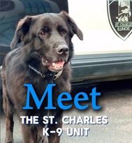 A black dog stands in front of a police car.