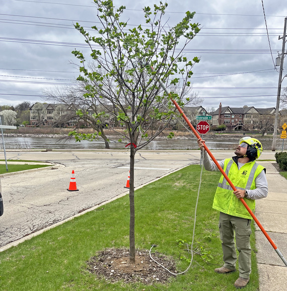 An arborist trims the branches of a tree in the St. Charles downtown area.
