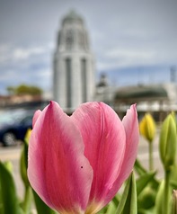 A pink tulip sits beneath the Municipal Building tower.