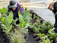 Garden club members planting flowers and plants in bed next to the Municipal Building.