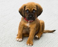 A puppy on a red leash looks at the camera with a white background and white carpet.