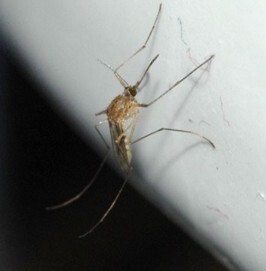 Up-close image of a mosquito on a white surface with a black background